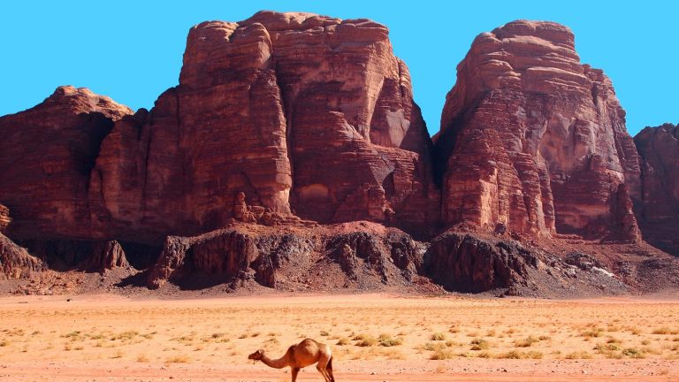 Solitary camel standing