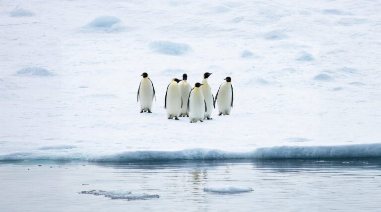 Emperor penguins of the Weddell Sea — Le Commandant Charcot luxury icebreaker