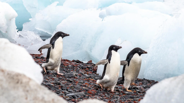 Ponant Emblematic Antarctica expedition cruise — icebergs of the Antarctic Peninsula