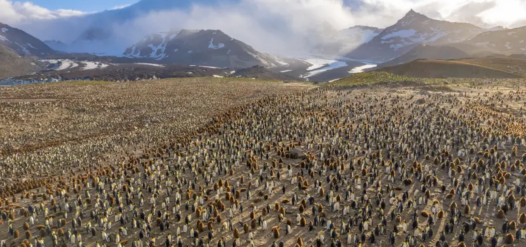 Falkland Islands and South Georgia expedition cruise with Swan Hellenic