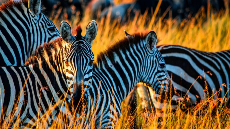 Zebras standing together in tall golden grass at sunset in a savanna.