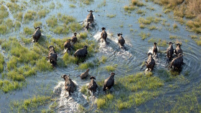 Herd of wildebeest running through a shallow river, creating splashes amid grassy banks.