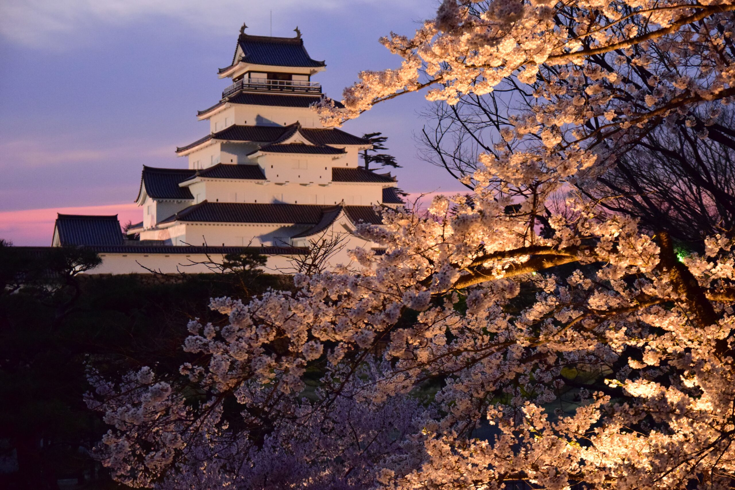 White multi-tier Japanese castle framed by pink cherry blossoms at dusk.